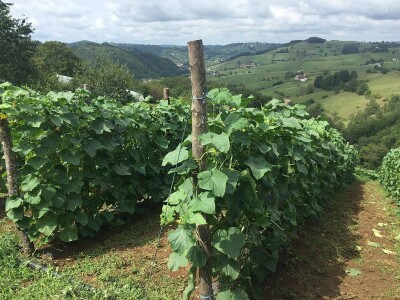 Proizvodnja kornšona