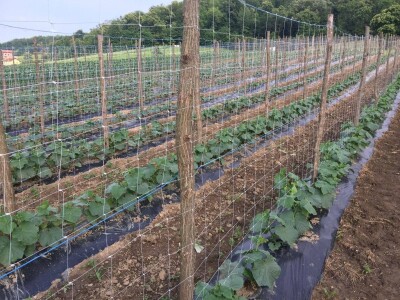 Proizvodnja kornšona