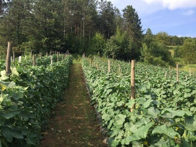 Proizvodnja kornšona