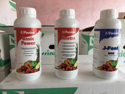 Proizvodnja kornšona