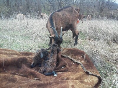 Proizvodnja kozjih sireva kao izvor egzistencije - Prinova na ispaši