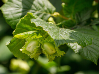 Proizvodnja lješnjaka PP Orahovica