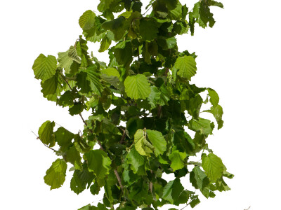 Proizvodnja lješnjaka PP Orahovica