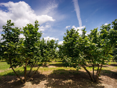 Proizvodnja lješnjaka PP Orahovica