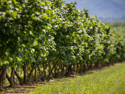 Proizvodnja lješnjaka PP Orahovica