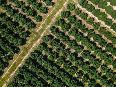 Proizvodnja lješnjaka PP Orahovica