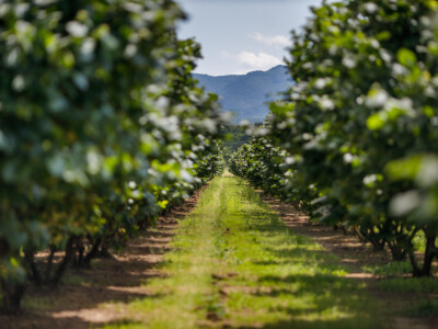 Proizvodnja lješnjaka PP Orahovica