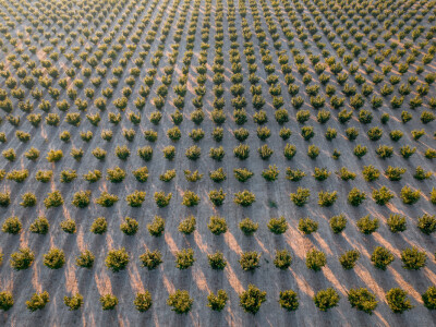 Proizvodnja lješnjaka PP Orahovica