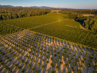 Proizvodnja lješnjaka PP Orahovica