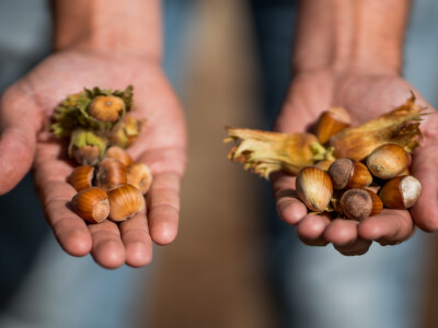 Proizvodnja lješnjaka PP Orahovica