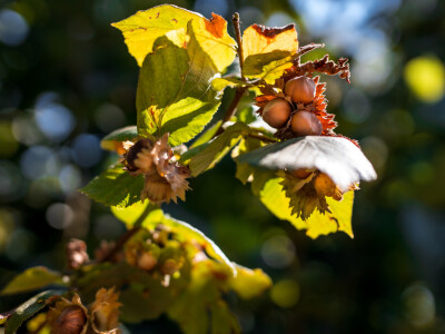 Proizvodnja lješnjaka PP Orahovica