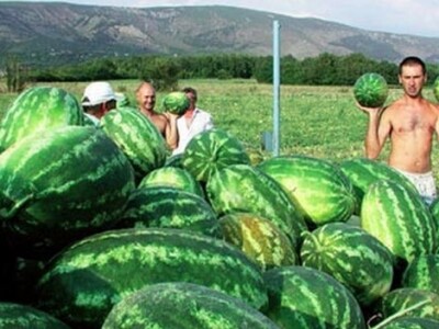 Proizvodnja lubenica u Imotskom polju