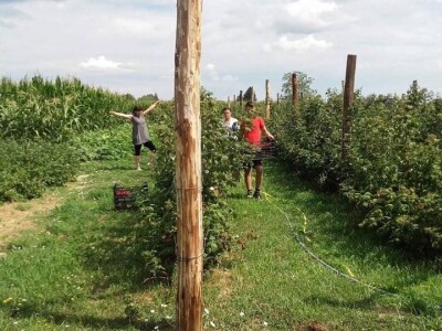 Proizvodnja malina na OPG LEVAK