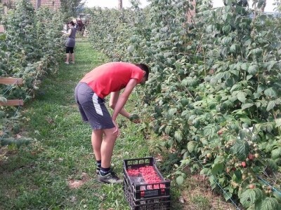 Proizvodnja malina na OPG LEVAK