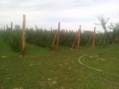 Proizvodnja malina na OPG LEVAK