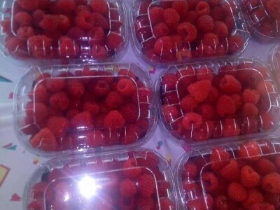 Proizvodnja malina na OPG LEVAK