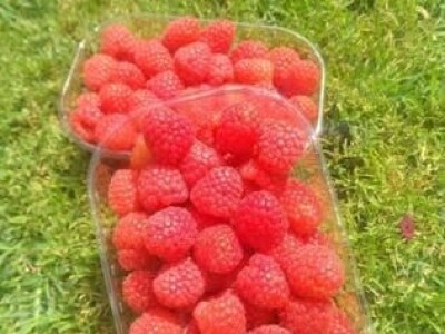 Proizvodnja malina na OPG LEVAK