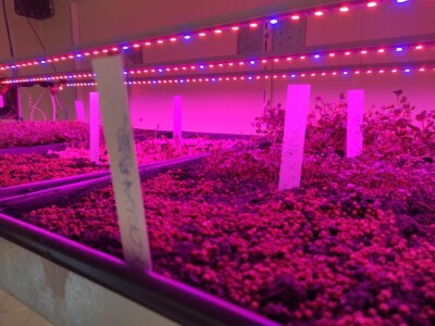 Proizvodnja mladih izdanaka na PPF UNSA Proizvodnja mladih izdanaka na PPF UNSA