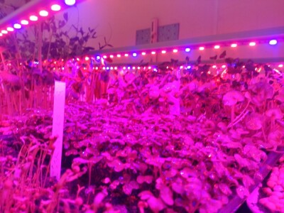 Proizvodnja mladih izdanaka na PPF UNSA Proizvodnja mladih izdanaka na PPF UNSA