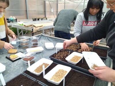 Proizvodnja mladih izdanaka na PPF UNSA Proizvodnja mladih izdanaka na PPF UNSA