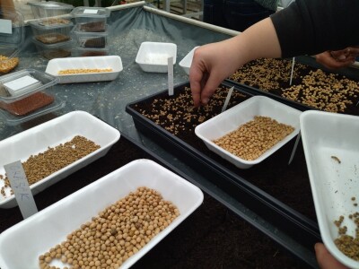 Proizvodnja mladih izdanaka na PPF UNSA Proizvodnja mladih izdanaka na PPF UNSA