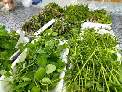 Proizvodnja mladih izdanaka na PPF UNSA Proizvodnja mladih izdanaka na PPF UNSA