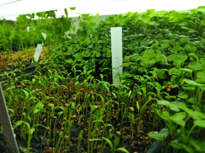 Proizvodnja mladih izdanaka na PPF UNSA Proizvodnja mladih izdanaka na PPF UNSA