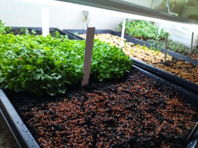 Proizvodnja mladih izdanaka na PPF UNSA Proizvodnja mladih izdanaka na PPF UNSA