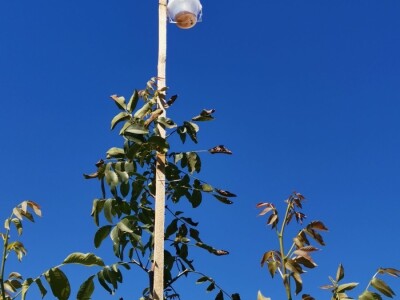 Proizvodnja oraha se isplati na duže staze