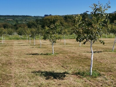 Proizvodnja oraha se isplati na duže staze
