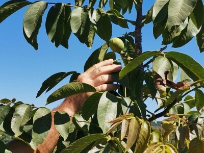 Proizvodnja oraha se isplati na duže staze