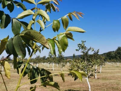 Proizvodnja oraha se isplati na duže staze
