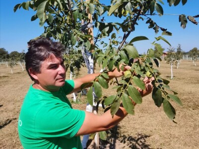 Proizvodnja oraha se isplati na duže staze