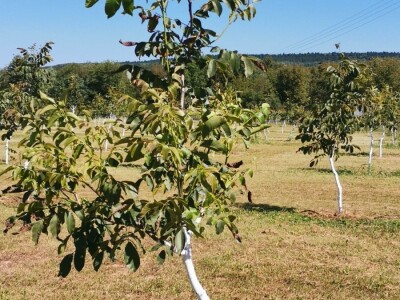 Proizvodnja oraha se isplati na duže staze