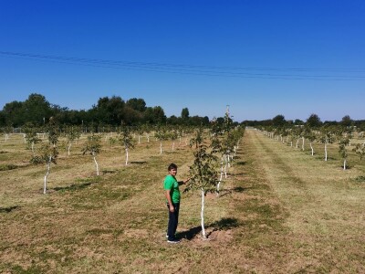 Proizvodnja oraha se isplati na duže staze
