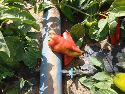 Proizvodnja paprike, Dejan Čule