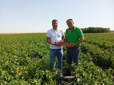 Proizvodnja paprike, Dejan Čule