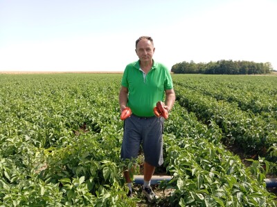 Proizvodnja paprike, Dejan Čule