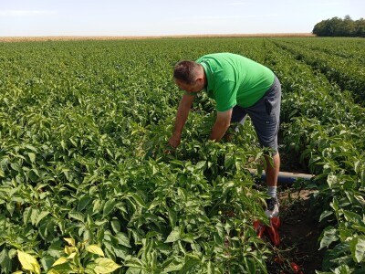 Proizvodnja paprike, Dejan Čule