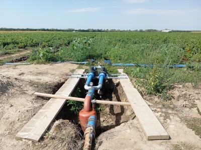 Proizvodnja paprike, Dejan Čule