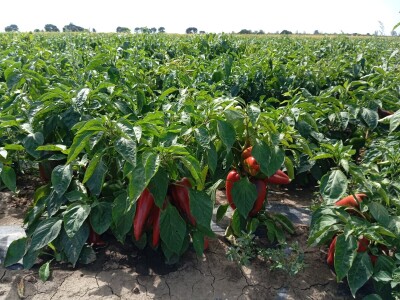 Proizvodnja paprike, Dejan Čule