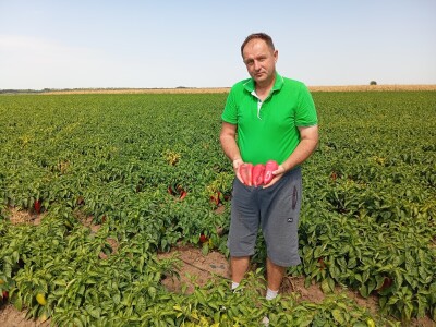 Proizvodnja paprike, Dejan Čule