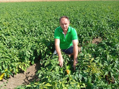 Proizvodnja paprike, Dejan Čule