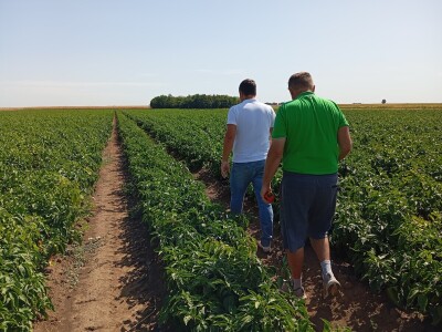 Proizvodnja paprike, Dejan Čule