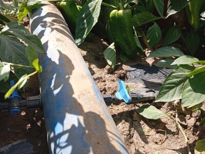 Proizvodnja paprike, Dejan Čule