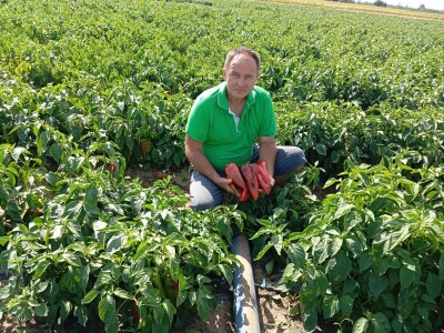 Proizvodnja paprike, Dejan Čule