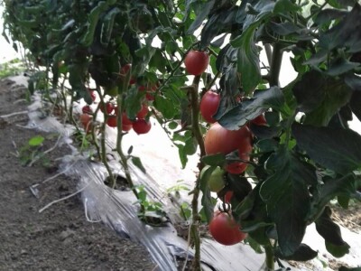 Proizvodnja paradajza Proizvodnja paradajza