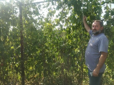 Proizvodnja paradajza Proizvodnja paradajza