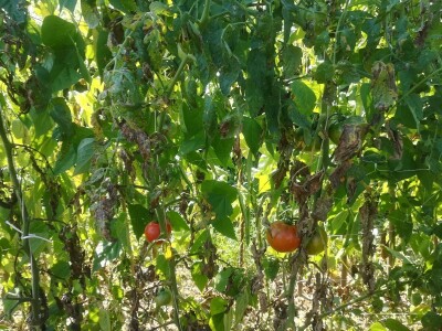 Proizvodnja paradajza Proizvodnja paradajza