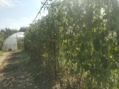 Proizvodnja paradajza Proizvodnja paradajza